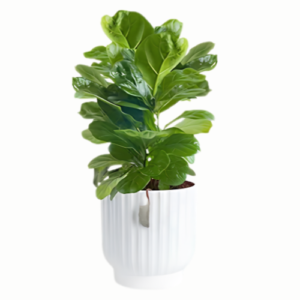 Live Fiddle Leaf Fig Tree, Small Ficus Indoor Houseplant in Modern Planter with Potting Soil, 1 Foot Tall