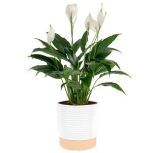 Peace Lily Live Indoor Plant in Decorative Pot, Flowering Houseplant, 14–24 Inches Tall
