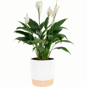 Peace Lily Live Indoor Plant in Decorative Pot, Flowering Houseplant, 14–24 Inches Tall