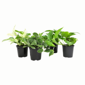 Live Pothos Plants in Black Pots, 4 Pack, Devil's Ivy Trailing Indoor Houseplants, Money Plant