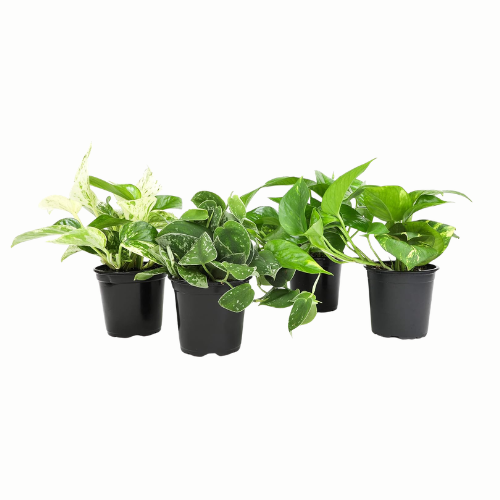Live Pothos Plants in Black Pots, 4 Pack, Devil's Ivy Trailing Indoor Houseplants, Money Plant