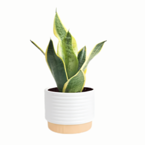 Live Snake Plant (Sansevieria) in 4-Inch Decorative Pot, Low Light Indoor Succulent Houseplant, 8–12 Inches Tall