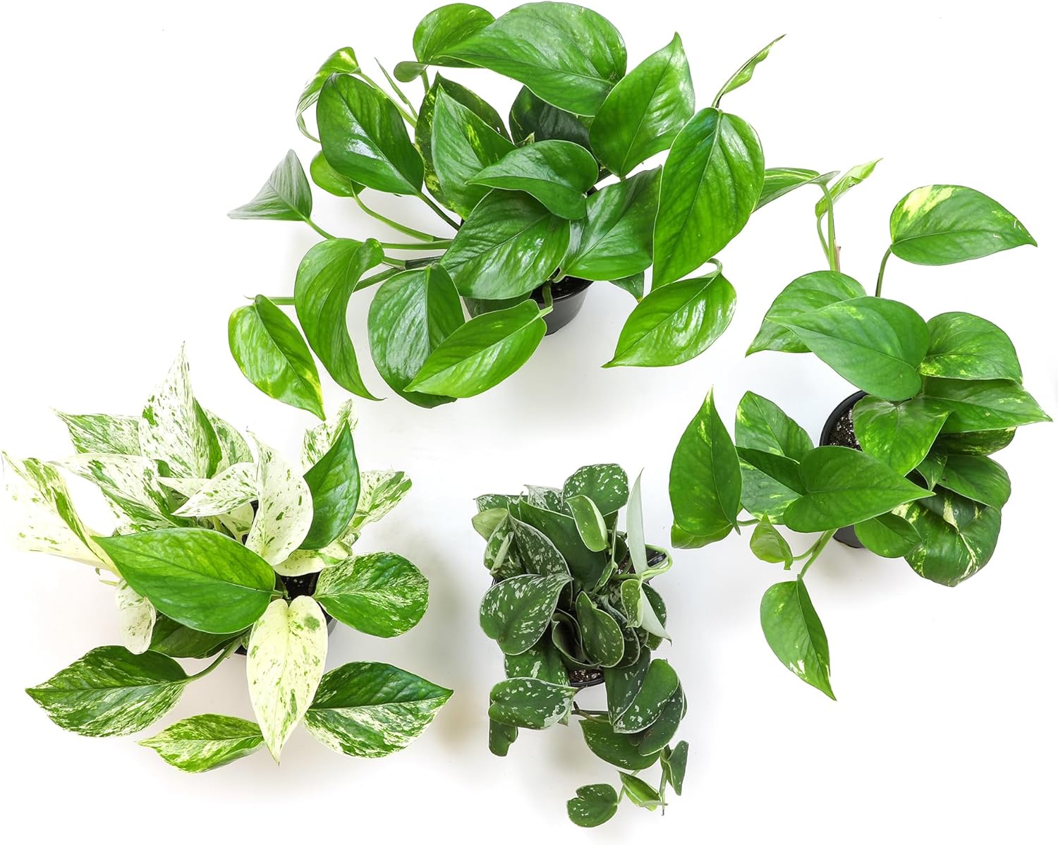 Live Pothos Plants in Black Pots, 4 Pack, Devil's Ivy Trailing Indoor Houseplants, Money Plant - Image 5