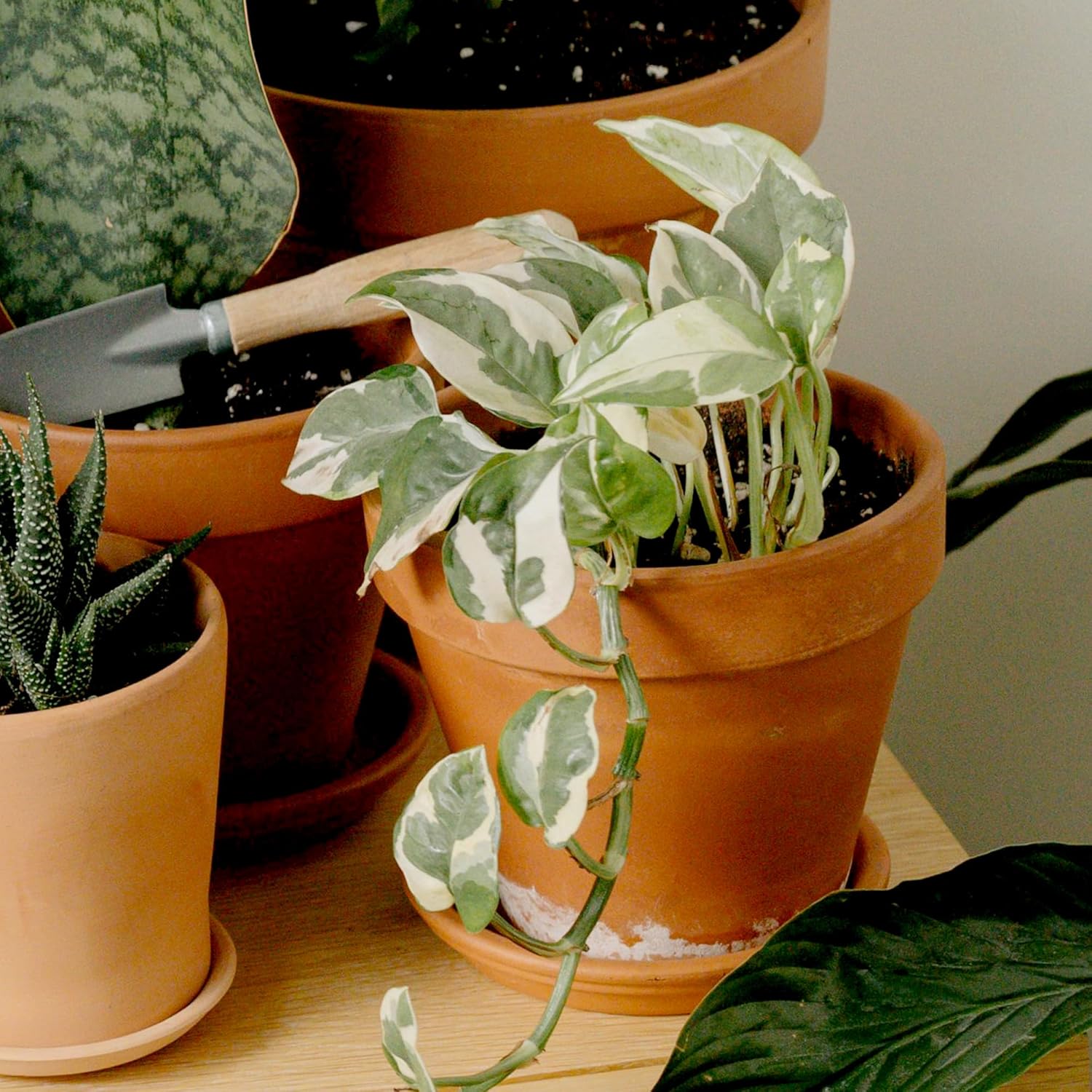 Live Pothos Plants in Black Pots, 4 Pack, Devil's Ivy Trailing Indoor Houseplants, Money Plant - Image 3