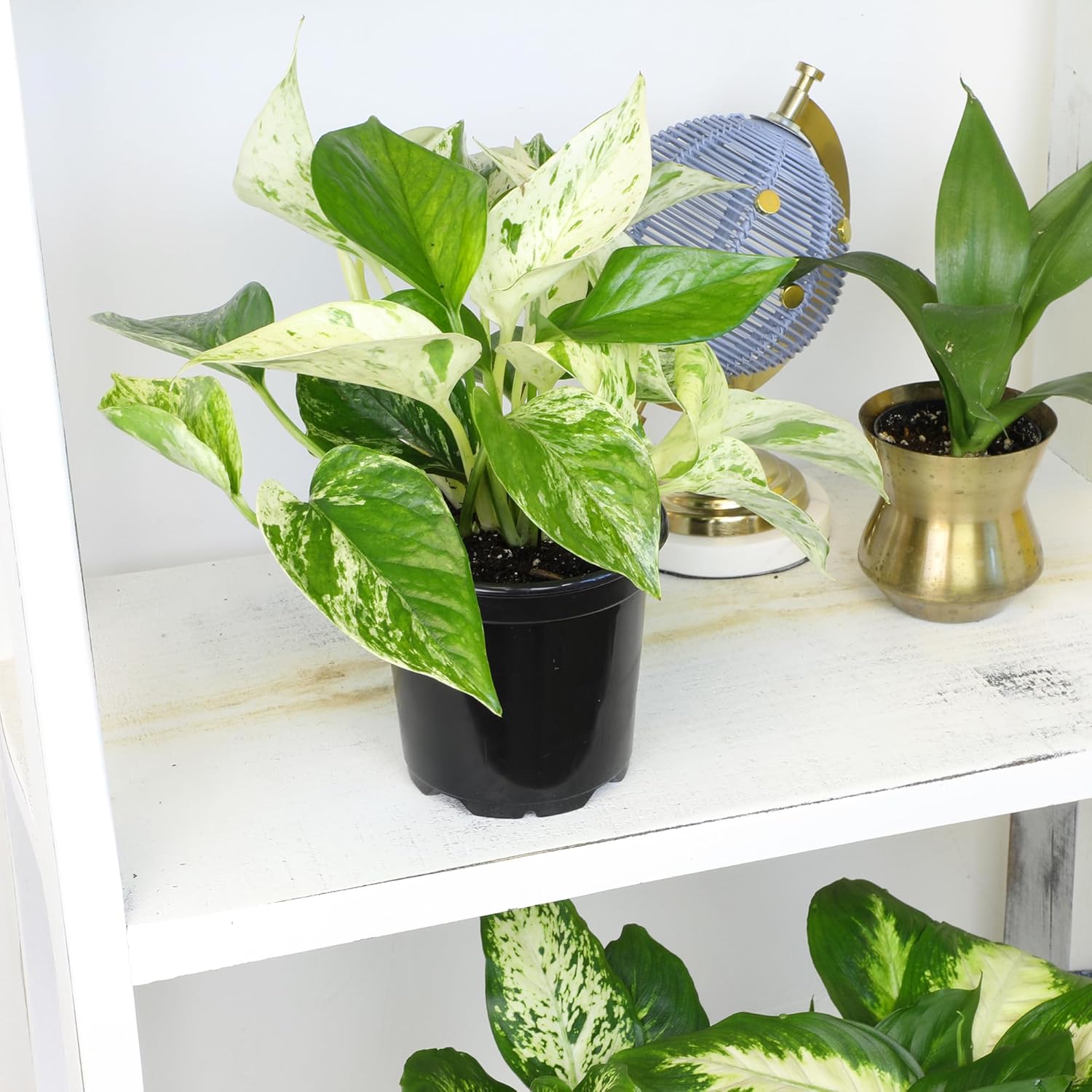 Live Pothos Plants in Black Pots, 4 Pack, Devil's Ivy Trailing Indoor Houseplants, Money Plant - Image 2