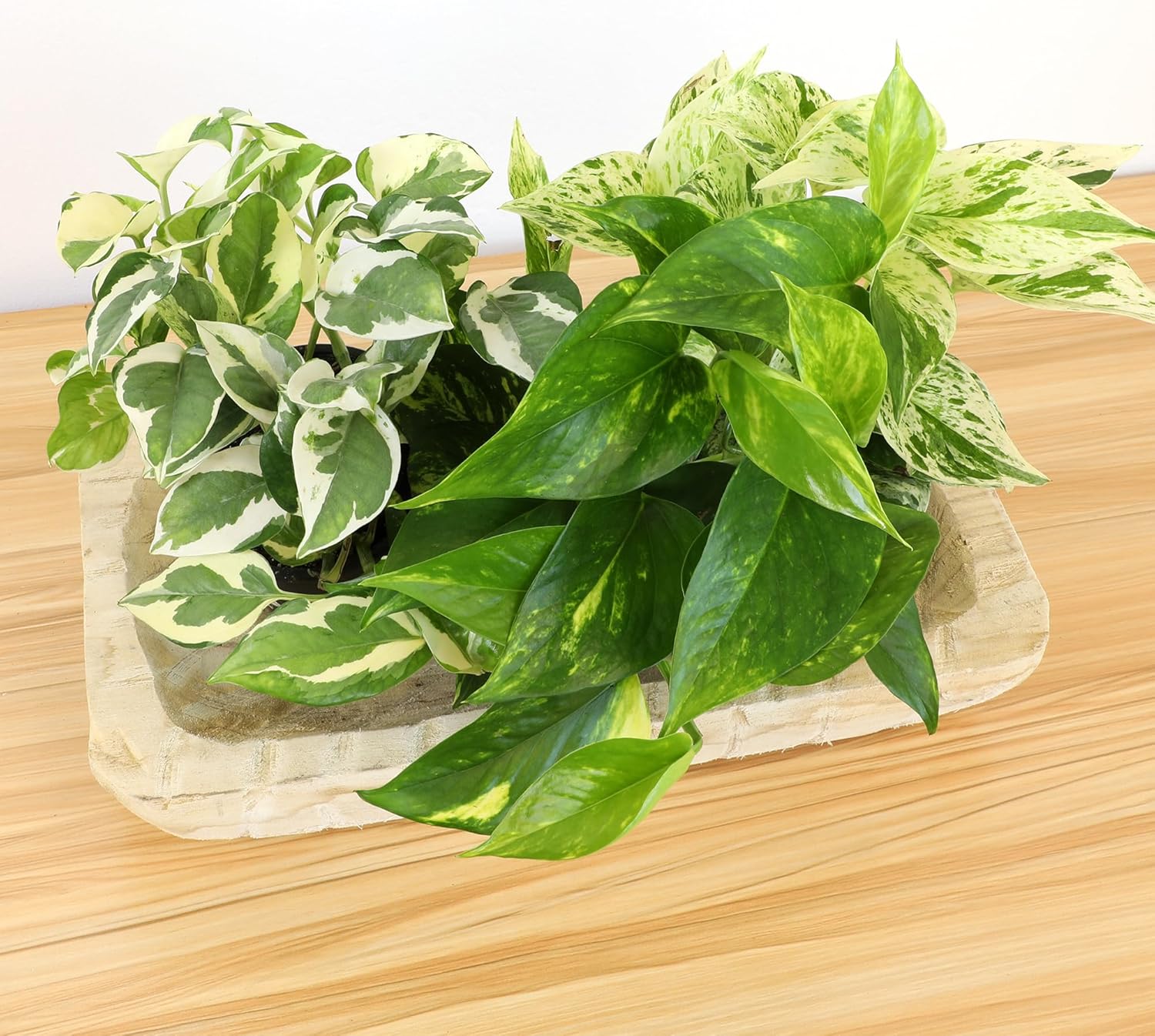 Live Pothos Plants in Black Pots, 4 Pack, Devil's Ivy Trailing Indoor Houseplants, Money Plant - Image 4